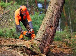 Best Tree Maintenance Programs  in Locust, NC