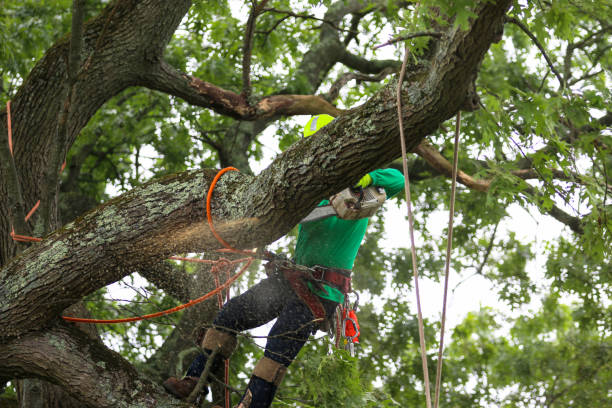 Best Tree Preservation Services  in Locust, NC