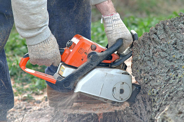 Best Grass Overseeding  in Locust, NC