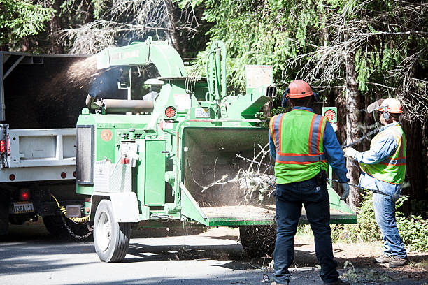  Locust, NC Tree Services Pros