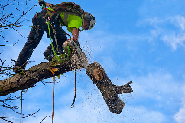 Professional Tree Services in Locust, NC